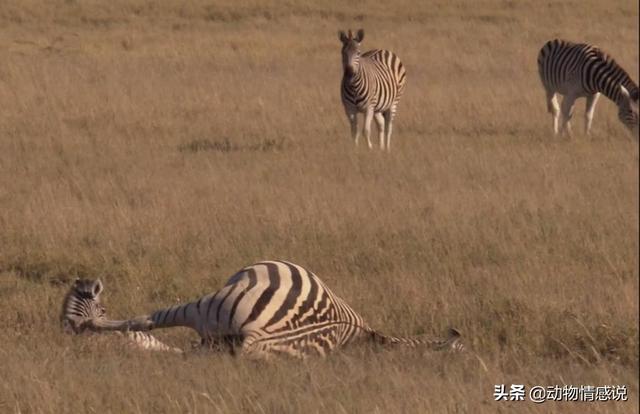 动物园一斑马忽然撞墙死亡：疑被游客吓到后应激反应