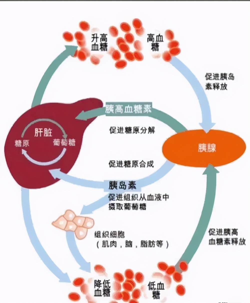 糖尿病人控制血糖 降约3成患大肠癌及肝癌风险