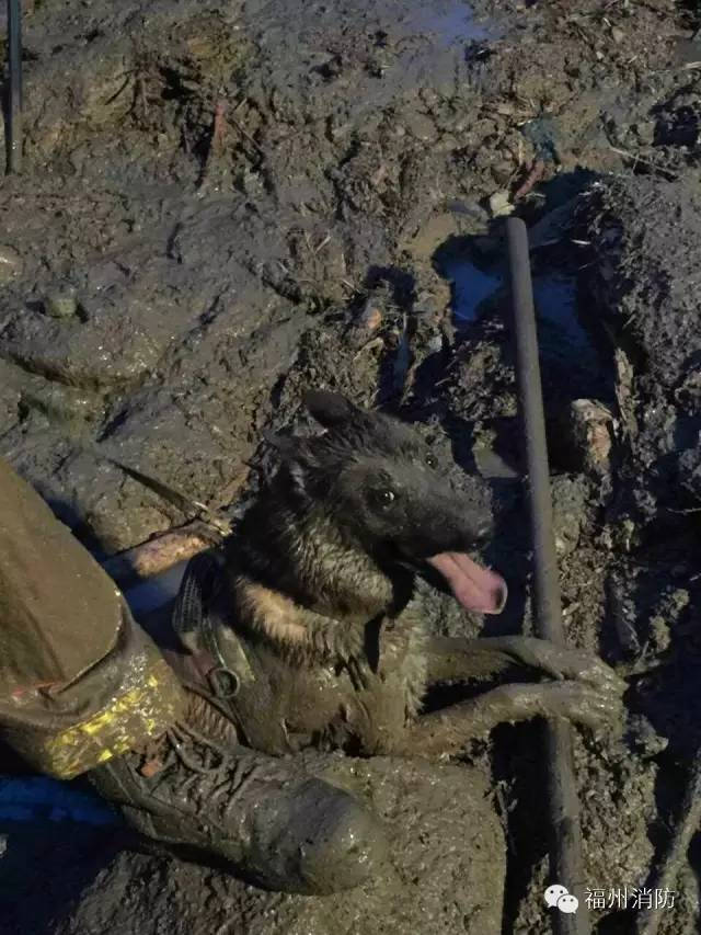 西班牙洪灾 嗅探犬潜水员搜寻失蹤者