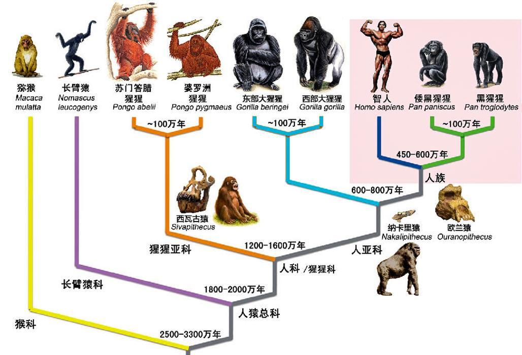 华龙洞人是东亚地区向智人演化的最早古人类：距今约30万年 长相四大特征