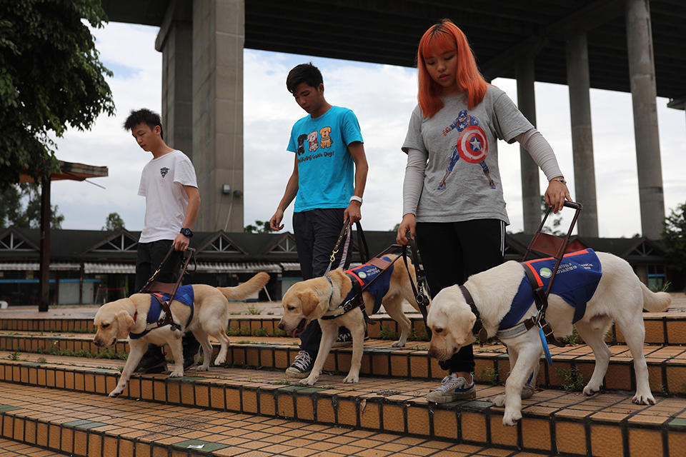 义工成功游说绝育及带狗散步 南生围4链犬嚐短暂自由