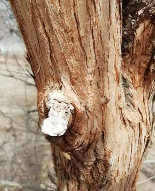 塔克拉玛干沙漠惊现周长9米的巨型胡杨！为何如此强悍