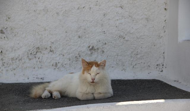 天寒地冻男子公然弃猫垃圾站 猫猫获救后现低温脱水