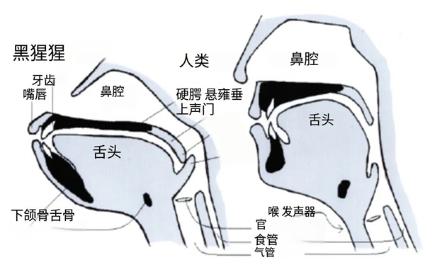 诡异的人类缺陷：吃饭时发出声音 竟会杀死自己